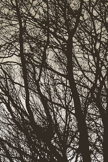 Trees, Minimalism, Branches, Bw, Chb HD phone wallpaper