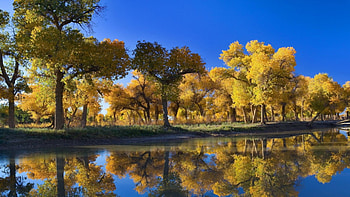 reflection of trees in autumn, river, shore, reflection, yellow, trees, autumn HD wallpaper