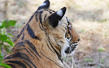 Animals, Muzzle, Striped, Tiger, Ears HD wallpaper