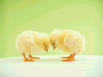 Jointly Thinking, funny HD wallpaper