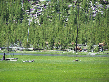 Buffalo West Yellowstone entrance, Landscape, National Parks, Buffalo, Sightseeing HD wallpaper