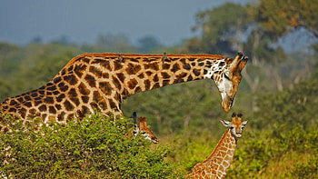 Kruger National Park, Giraffe, South African wildlife, Windows 10 spotlight HD wallpaper