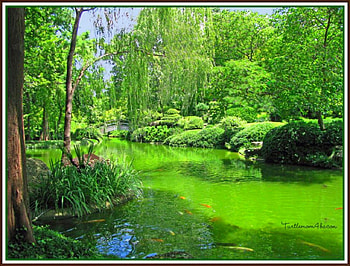 Green Water, , green, garden, beautiful, water HD wallpaper