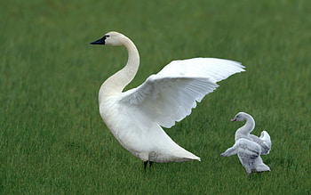 Animals, Grass, Young, Family, Swan, Cubs HD wallpaper