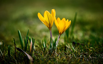 Crocuses, yellow flowers, spring, macro HD wallpaper