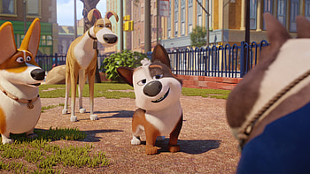 Dog Gone Trouble, dog, gone, city, trouble, park HD wallpaper
