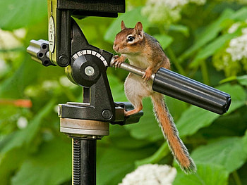 The assistant, help, animals, funny, assistant, squirrel, tree HD wallpaper