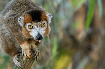 The crowned, Lemurs HD wallpaper