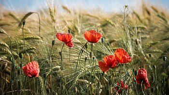 Poppies, graphy, field, flower HD wallpaper