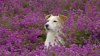 Animals, Flowers, Grass, Dog, Muzzle HD wallpaper
