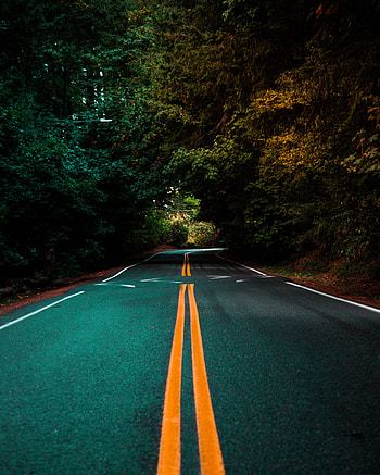 Nature, Trees, Road, Turn, Markup, Asphalt HD phone wallpaper