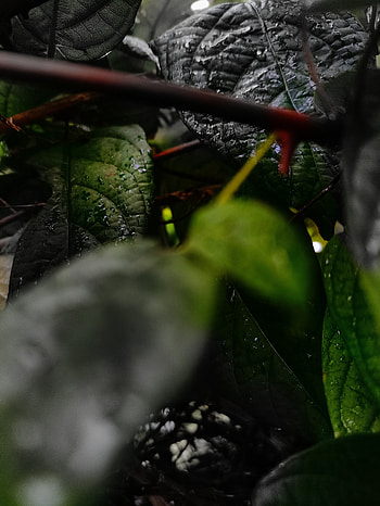 Amoled Nature leaps ra, rain, glass HD phone wallpaper