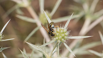 Field wasp, Eryngo blossom, animal, 50332 HD wallpaper