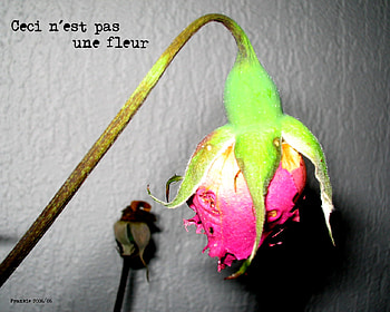 Ceci nest pas une fleur, ceci-nest-pas-une-fleur HD wallpaper