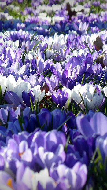 Spring Flowers, Crocus Flower HD phone wallpaper
