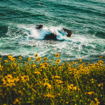 Nature, Flowers, Waves, Spray, Splash HD wallpaper