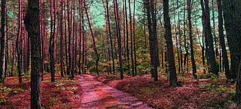 path in the forest, green, red, tree, grass, nature, forest, pink HD wallpaper