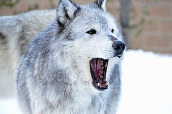 Animals, Predator, Wolf, Fangs, To Fall, Mouth, Animal HD wallpaper