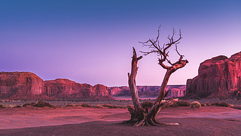 Dead Trees , trees, nature HD wallpaper