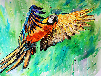 Macaw, parrot, art HD wallpaper