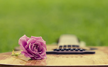 Music, Plants, Flowers, Guitars, Objects HD wallpaper
