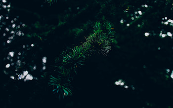 Nature, Branch, Spruce, Fir, Thorns, Prickles HD wallpaper