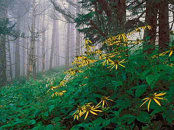 Woodland Sunflowers, other, nature, abstract, entertainment HD wallpaper