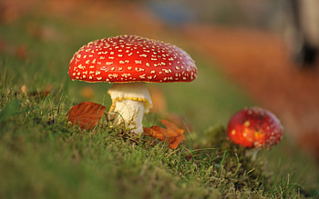 Macro mushroom, Amanita autumn, Nature's beauty, Forest habitat HD wallpaper