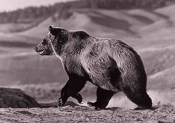 Grizzly-Bear, grizzly, beautiful, bear HD wallpaper