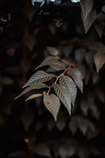 Leaves, Plant, Macro, Close-Up, Branch HD phone wallpaper
