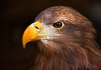 Eagle, cool, head HD wallpaper