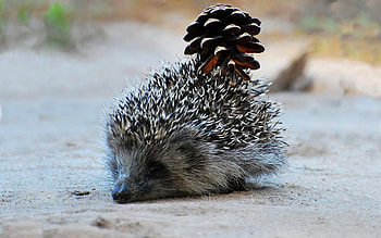Animals, Muzzle, Prickles, Thorns, Cone, Bump, Hedgehog, Mining HD wallpaper