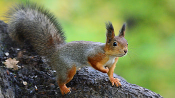 Central Russian red squirrel, Squirrels HD wallpaper