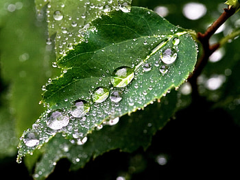 Drops, Macro, Wood, Tree, Wet, Sheet, Leaf, Humid HD wallpaper
