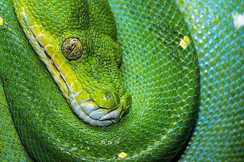 Animals, Reptile, Snake, Scale, Scales HD wallpaper