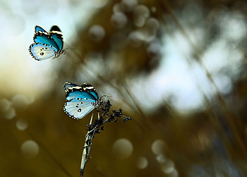 Love Story, bokeh, mustafa ozturk, blue, butterfly, fluture, couple, insect HD wallpaper