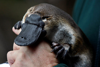 Platypus, Genomic secrets, New York Times, Evolutionary wonders HD wallpaper