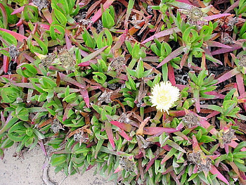 Iceplant Maze, natural, california, iceplant, coast HD wallpaper