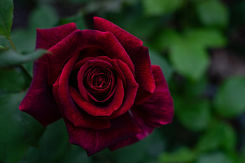 Flowers, Flower, Rose Flower, Rose, Petals, Bud HD wallpaper