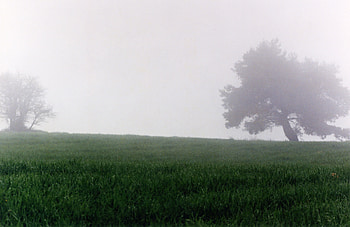 fog, trees, grass HD wallpaper