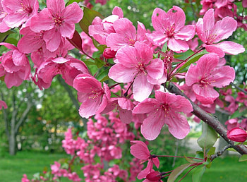Flowers, Bloom, Flowering, Branch, Garden, Spring, Mood HD wallpaper
