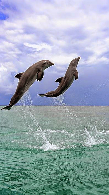 Dolphin, Beautiful, Dolphin Beautiful HD phone wallpaper
