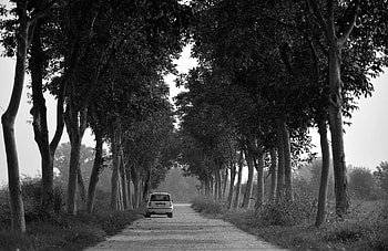 Trees, Cars, Road, Car, Bw, Chb HD wallpaper
