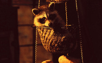 Dark, Shadow, Animal, Scales, Raccoon, Libra HD wallpaper