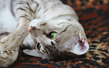 Animals, Cat, Muzzle, Striped, Playful HD wallpaper