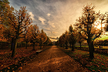 Autumn Trees Path, autumn, trees, path, nature HD wallpaper