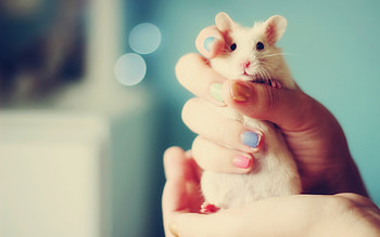 Hamster on , Clear and crisp, Adorable and furry, Vibrant hamster HD wallpaper