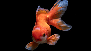 Gold Fish, Captivating aquarium scene, Stunning goldfish, Dark background HD wallpaper