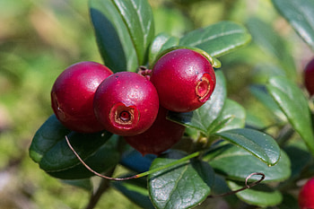 Food, Berries, Branch, Lingonberry, Cowberry HD wallpaper