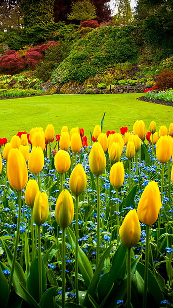 Queen Elizabeth Park, Flower Garden HD phone wallpaper